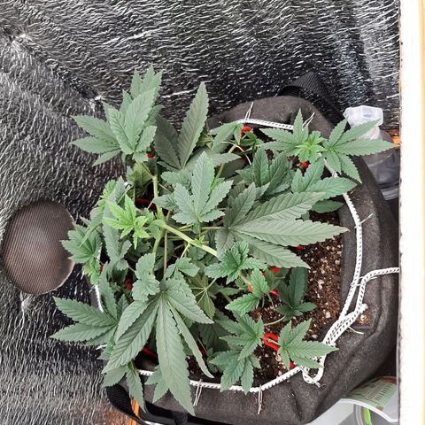 Morita XXL growlog timeline photo