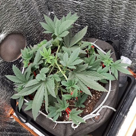 Morita XXL growlog timeline photo