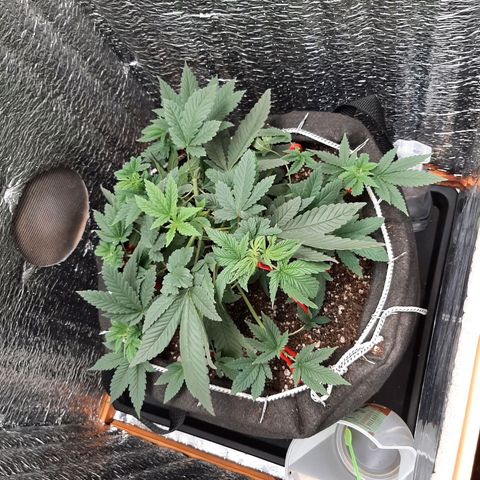 Morita XXL growlog timeline photo
