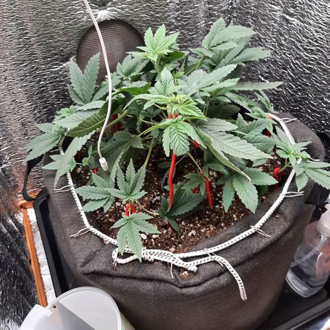 Morita XXL growlog timeline photo