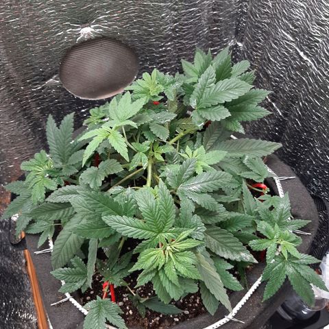 Morita XXL growlog timeline photo
