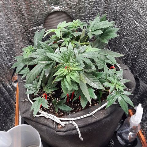 Morita XXL growlog timeline photo