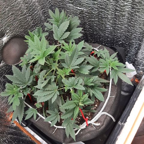 Morita XXL growlog timeline photo