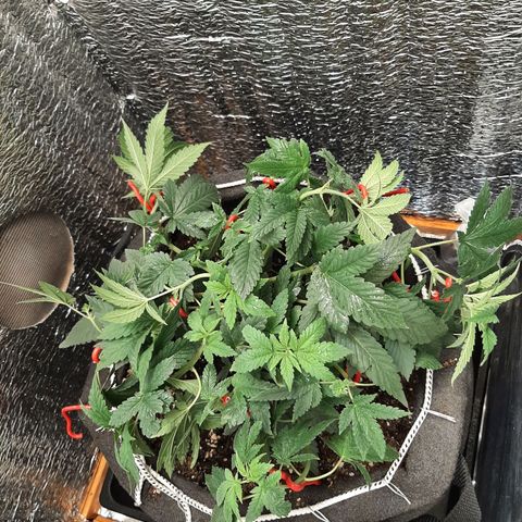 Morita XXL growlog timeline photo