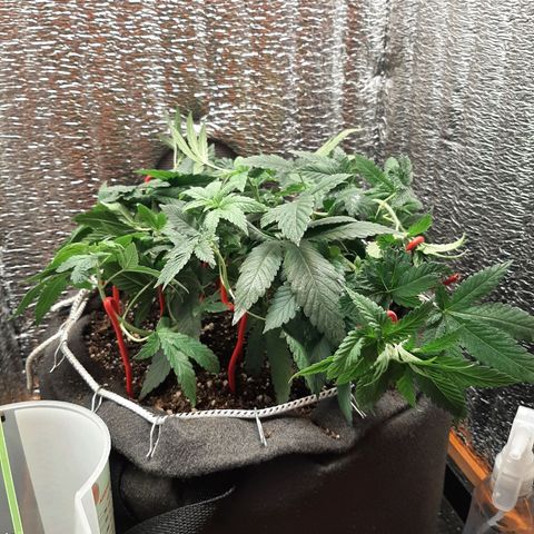 Morita XXL growlog timeline photo