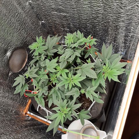 Morita XXL growlog timeline photo