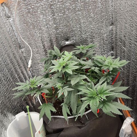 Morita XXL growlog timeline photo