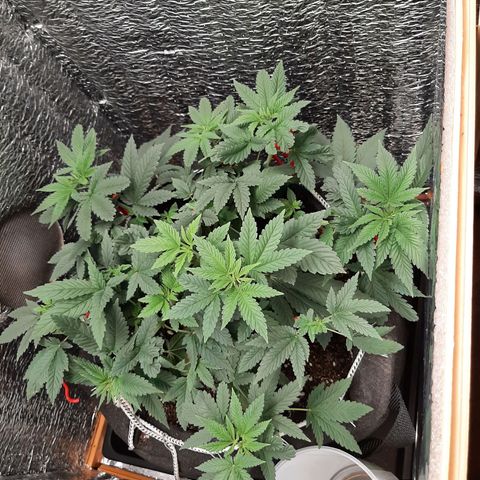 Morita XXL growlog timeline photo