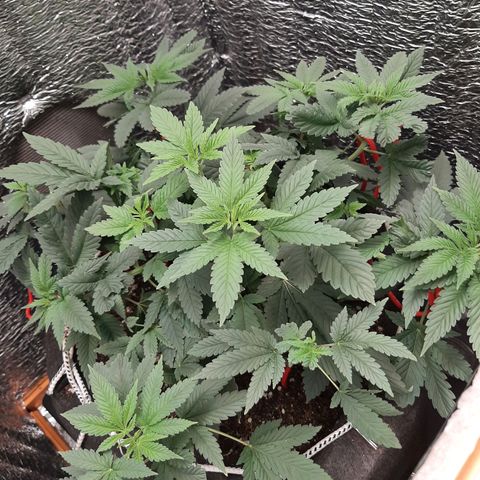 Morita XXL growlog timeline photo