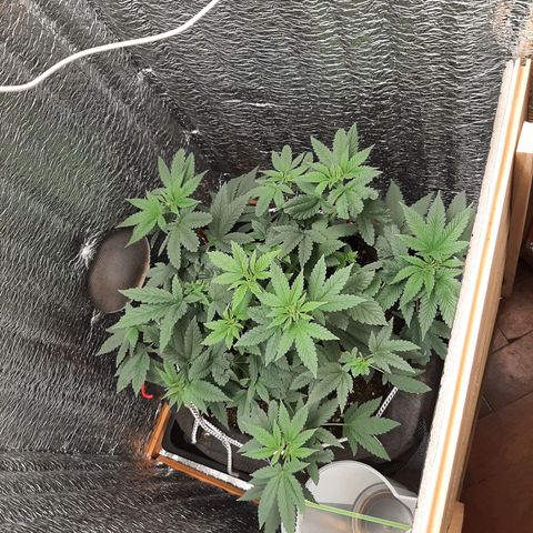 Morita XXL growlog timeline photo