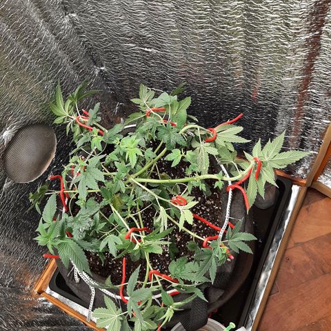 Morita XXL growlog timeline photo