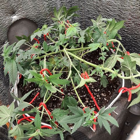 Morita XXL growlog timeline photo