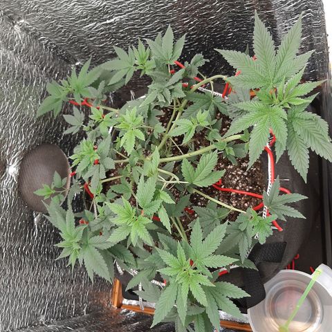 Morita XXL growlog timeline photo