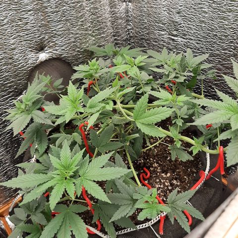 Morita XXL growlog timeline photo