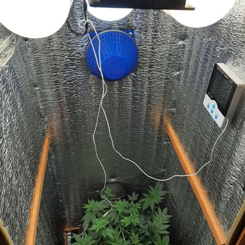 Morita XXL growlog timeline photo