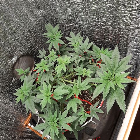 Morita XXL growlog timeline photo