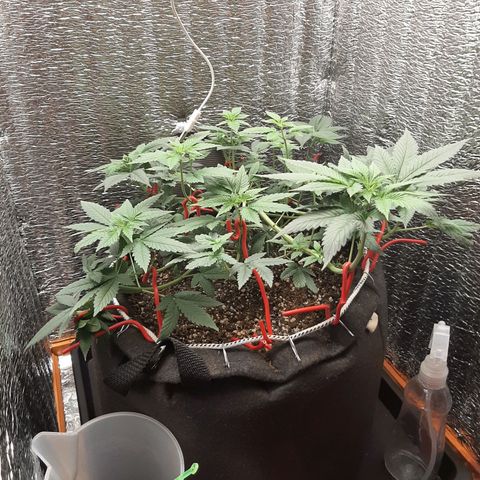 Morita XXL growlog timeline photo