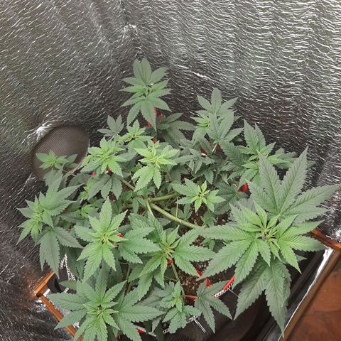 Morita XXL growlog timeline photo