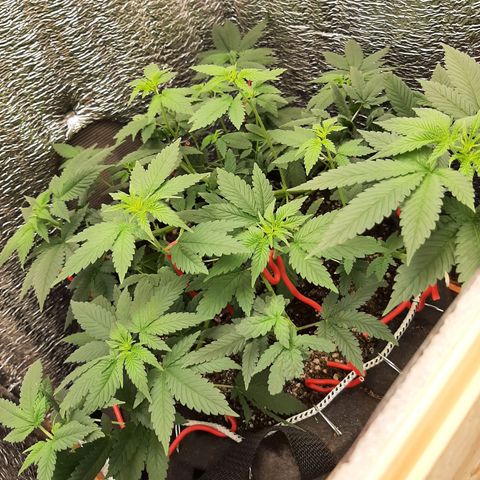 Morita XXL growlog timeline photo