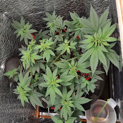 Morita XXL growlog timeline photo