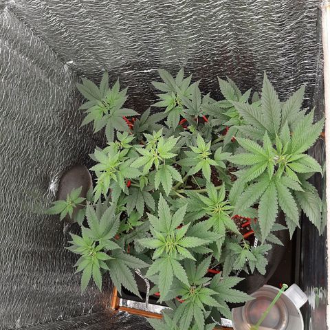 Morita XXL growlog timeline photo