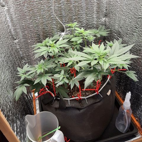 Morita XXL growlog timeline photo