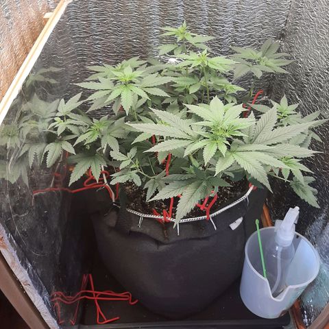 Morita XXL growlog timeline photo