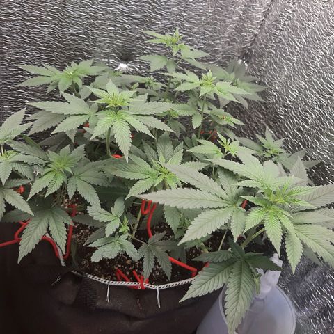 Morita XXL growlog timeline photo