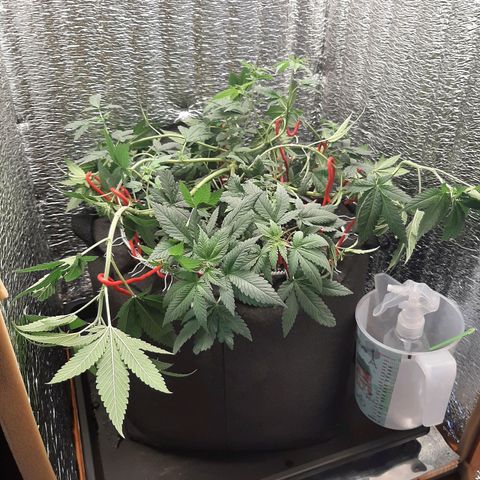 Morita XXL growlog timeline photo