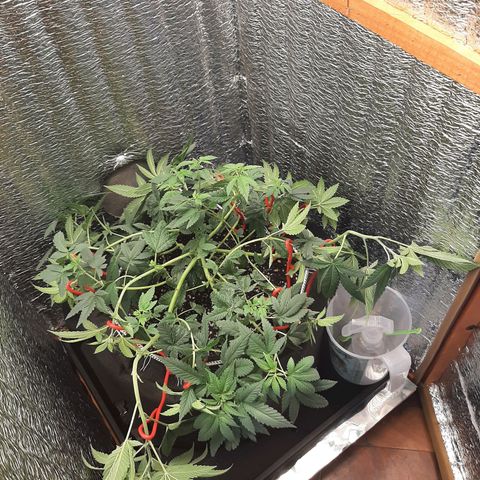Morita XXL growlog timeline photo