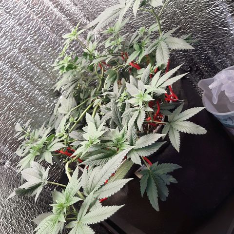Morita XXL growlog timeline photo
