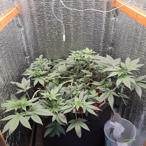 Morita XXL growlog timeline photo