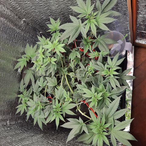 Morita XXL growlog timeline photo