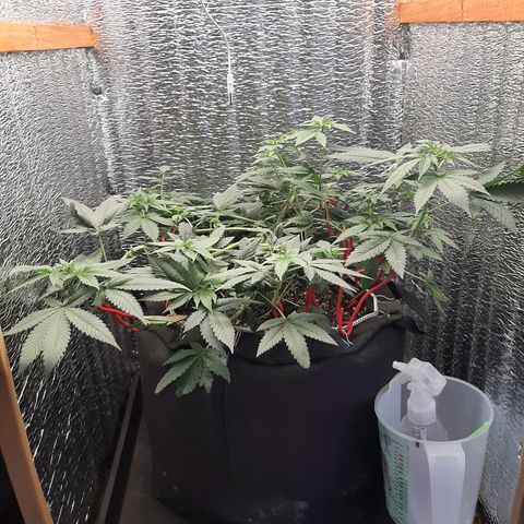 Morita XXL growlog timeline photo