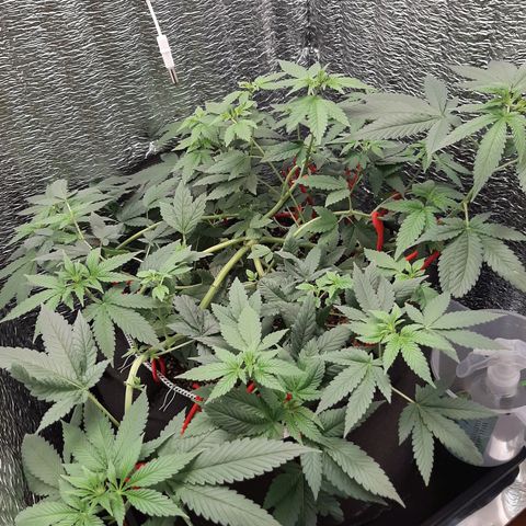 Morita XXL growlog timeline photo