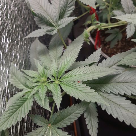 Morita XXL growlog timeline photo