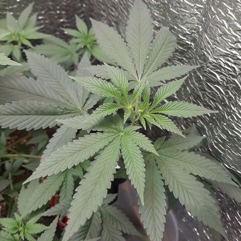 Morita XXL growlog timeline photo