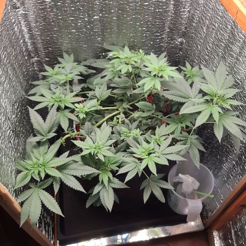 Morita XXL growlog timeline photo