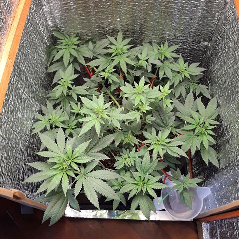 Morita XXL growlog timeline photo