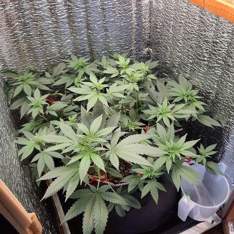 Morita XXL growlog timeline photo