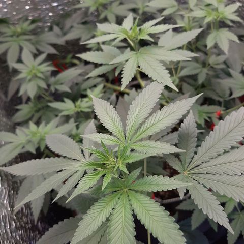 Morita XXL growlog timeline photo