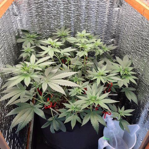 Morita XXL growlog timeline photo