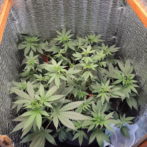 Morita XXL growlog timeline photo