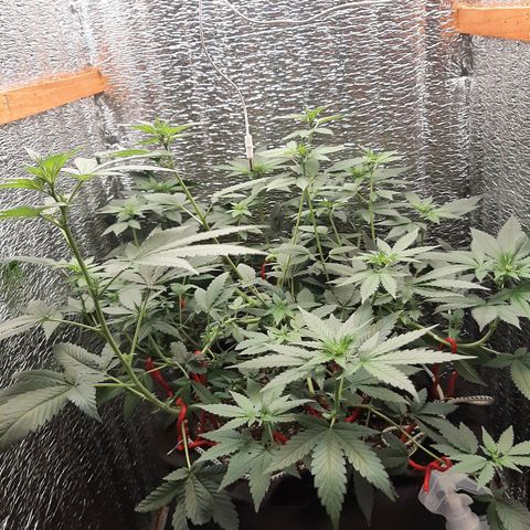 Morita XXL growlog timeline photo