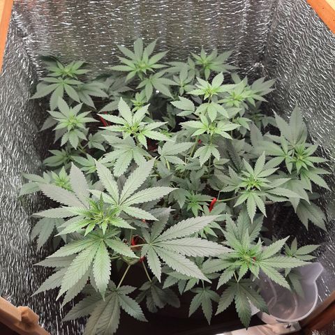 Morita XXL growlog timeline photo