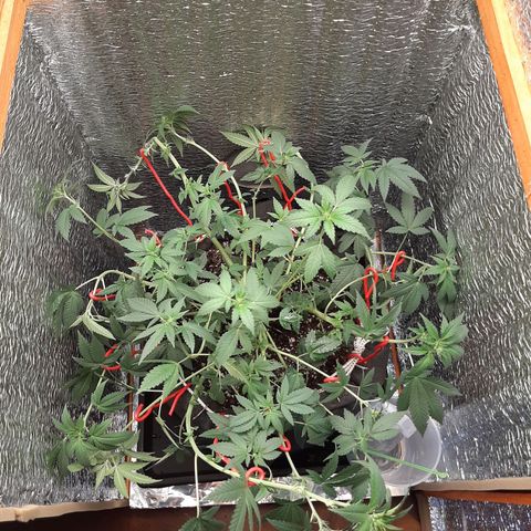 Morita XXL growlog timeline photo
