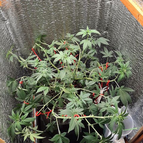 Morita XXL growlog timeline photo