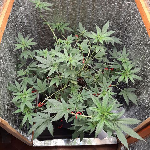 Morita XXL growlog timeline photo
