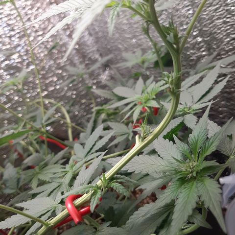 Morita XXL growlog timeline photo