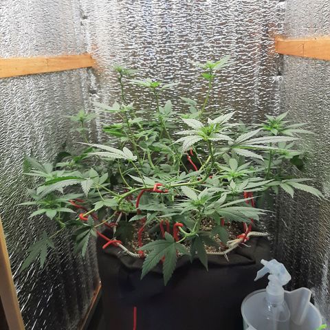 Morita XXL growlog timeline photo